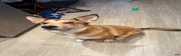 Mixed Breed dogs for sale: Andy Reid  - Ad 1