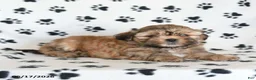 Shihpoo dogs for sale: Darby - Ad 3
