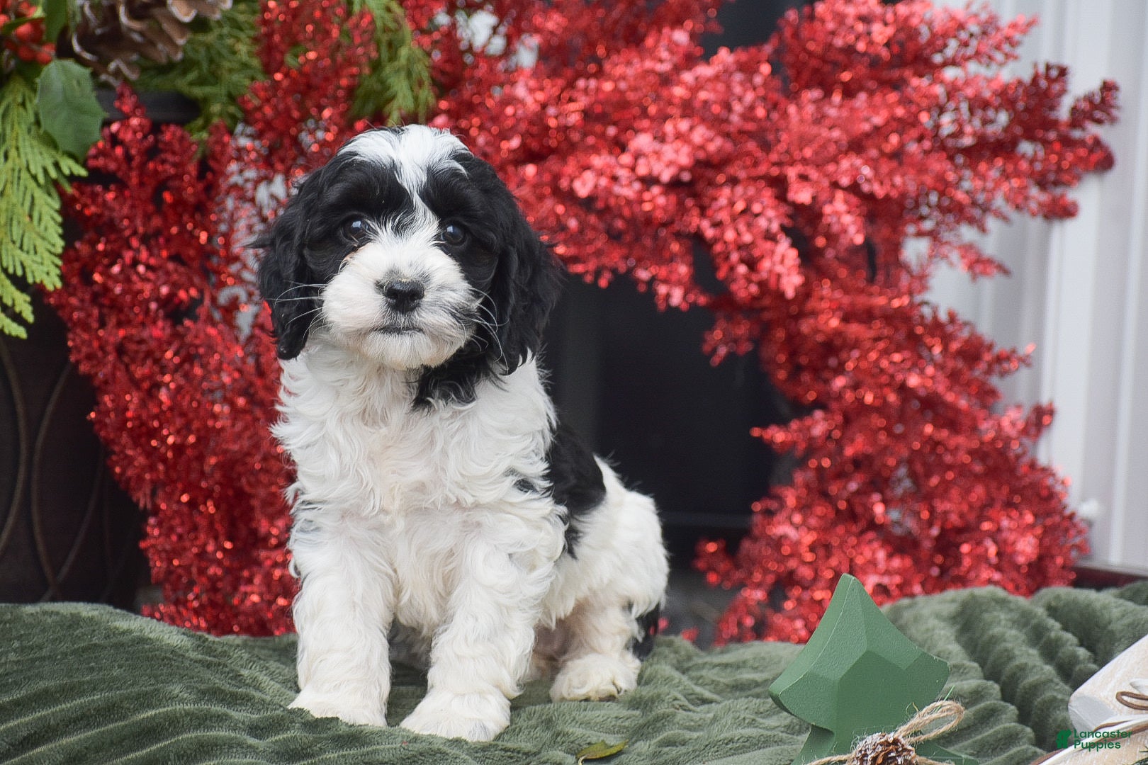 Cockapoo dogs Madeline - Ad 1