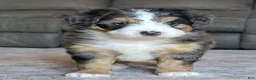 Mini Bernedoodle dogs for sale: Mini Bentley  - Ad 12