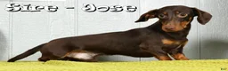 Miniature Dachshund dogs for sale: Jenny - Ad 11
