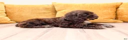 Cocker Spaniel dogs for sale: Pearl - Ad 4