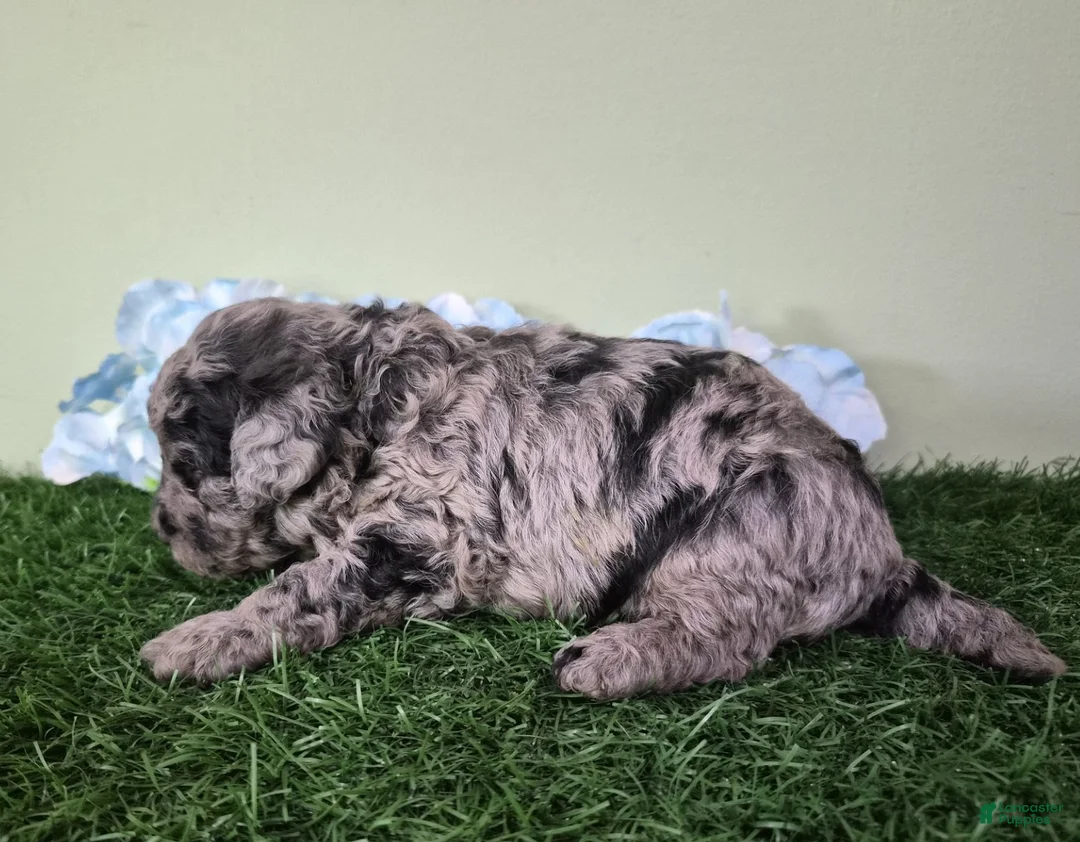 Miniature Poodle dogs for sale: Chevy - Ad 7
