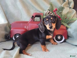 Dachshund dogs Beauty - Ad 10
