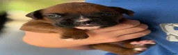 Boxer dogs for sale: Opi - Ad 10
