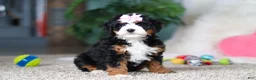 Mini Bernedoodle dogs for sale: Sapphire - Ad 6