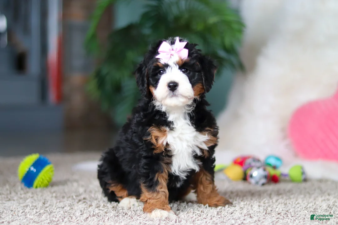 Mini Bernedoodle dogs for sale: Sapphire - Ad 6