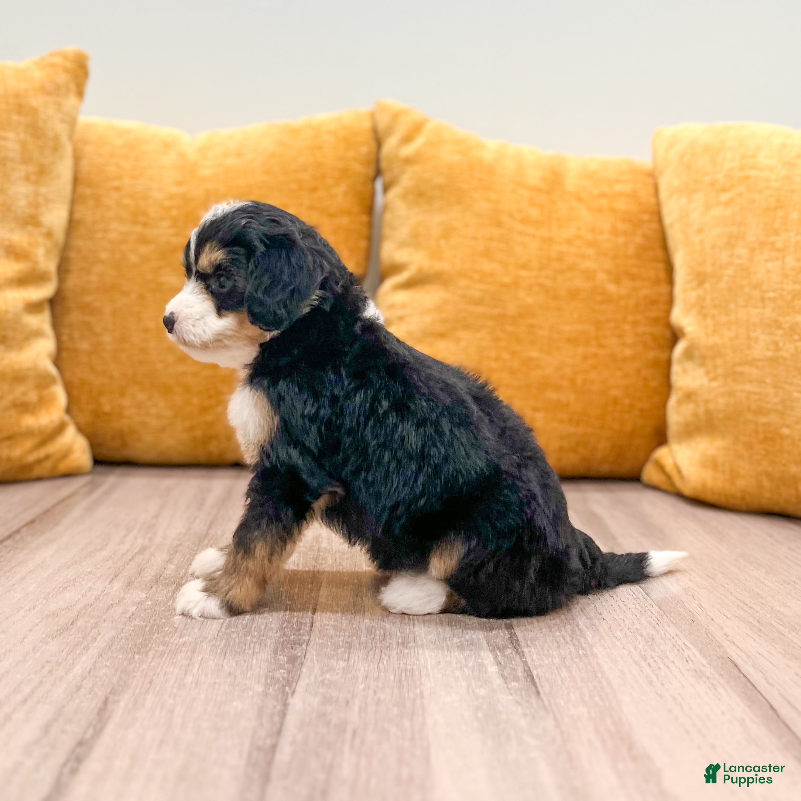 Mini Bernedoodle dogs Serena - Ad 2