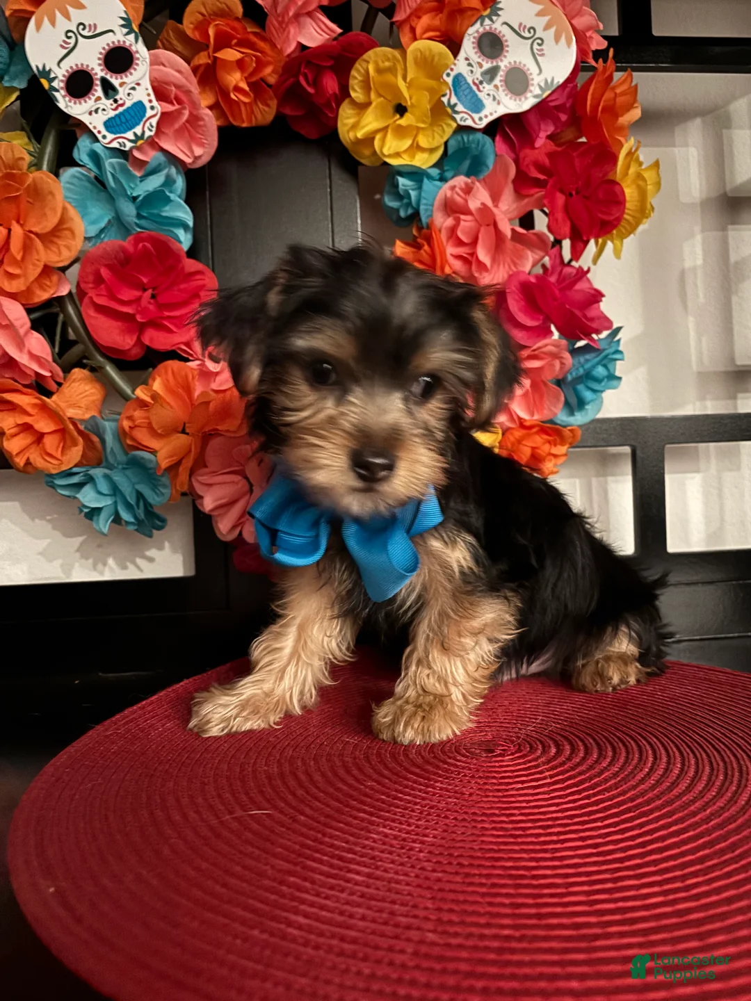 Morkie dogs for sale: YorkiePuppy 1 - Ad 2