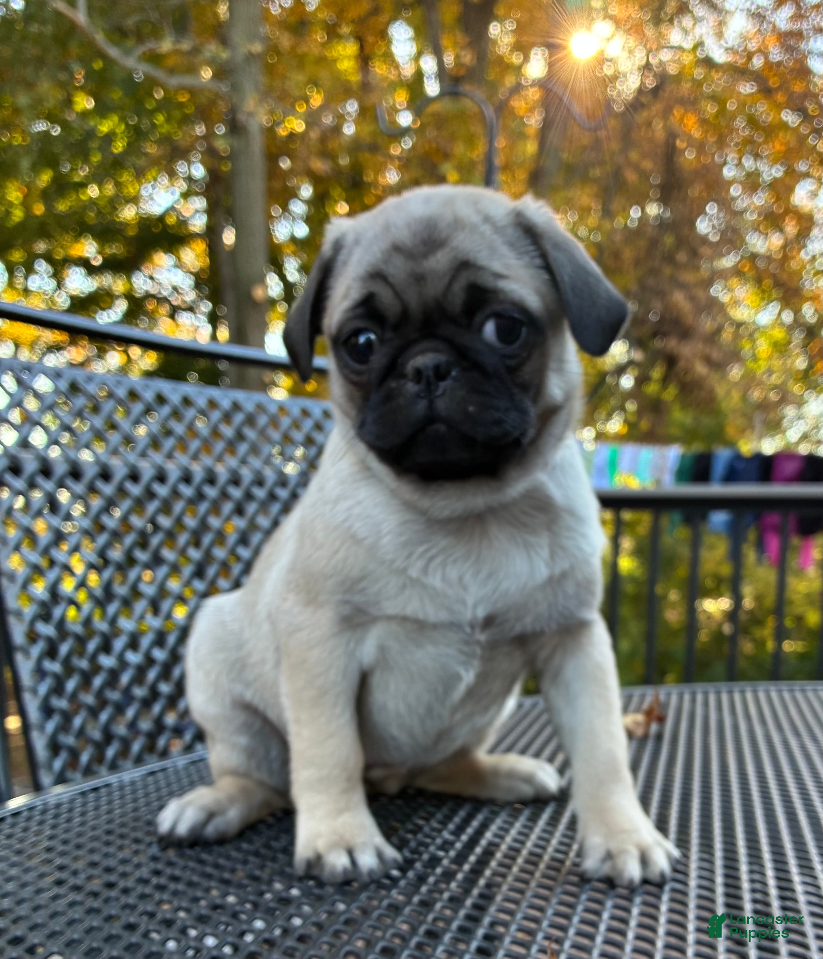Pug dogs for sale: Bella - Ad 1