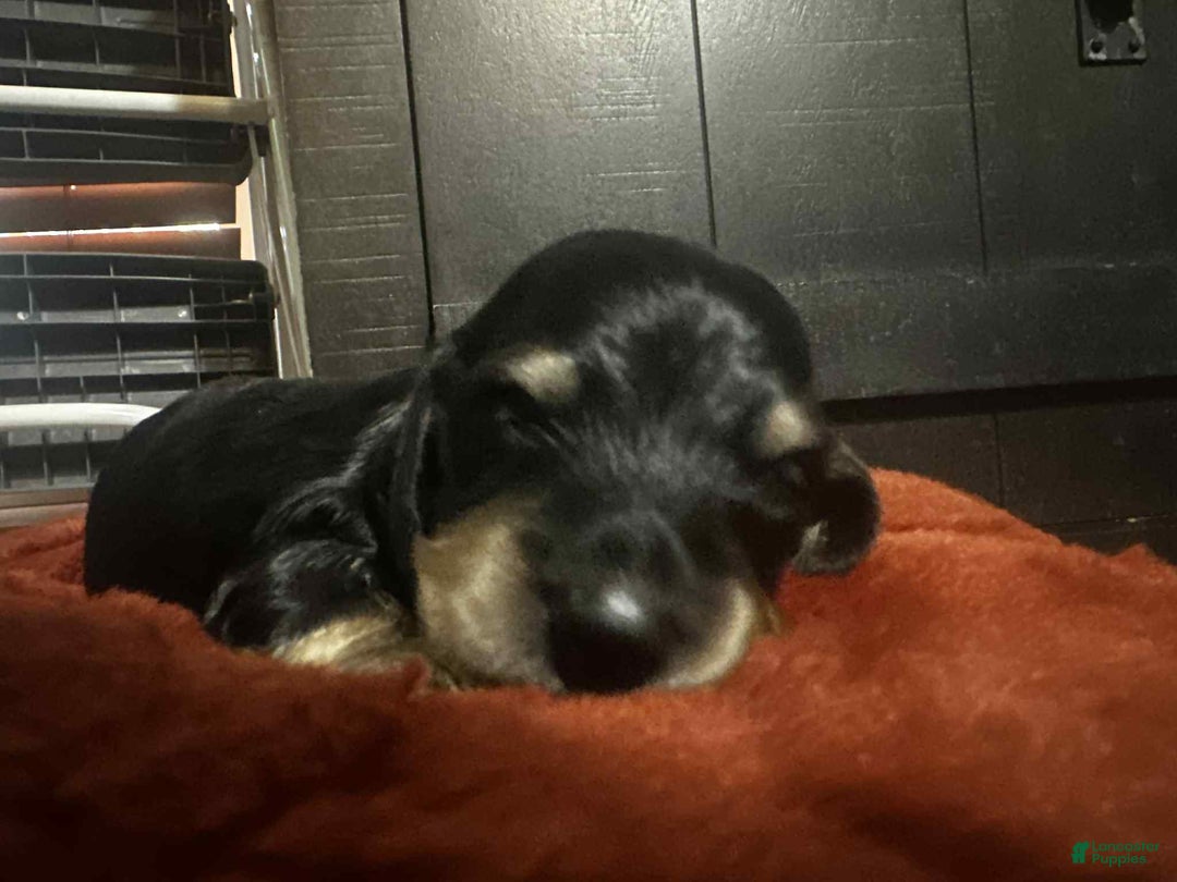 Miniature Dachshund dogs for sale: Kota - Ad 8