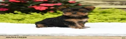 Yorkshire Terrier dogs for sale: Bonnie - Ad 4