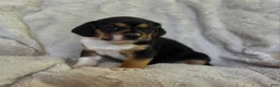 Puggle dogs for sale: Sissy - Ad 2