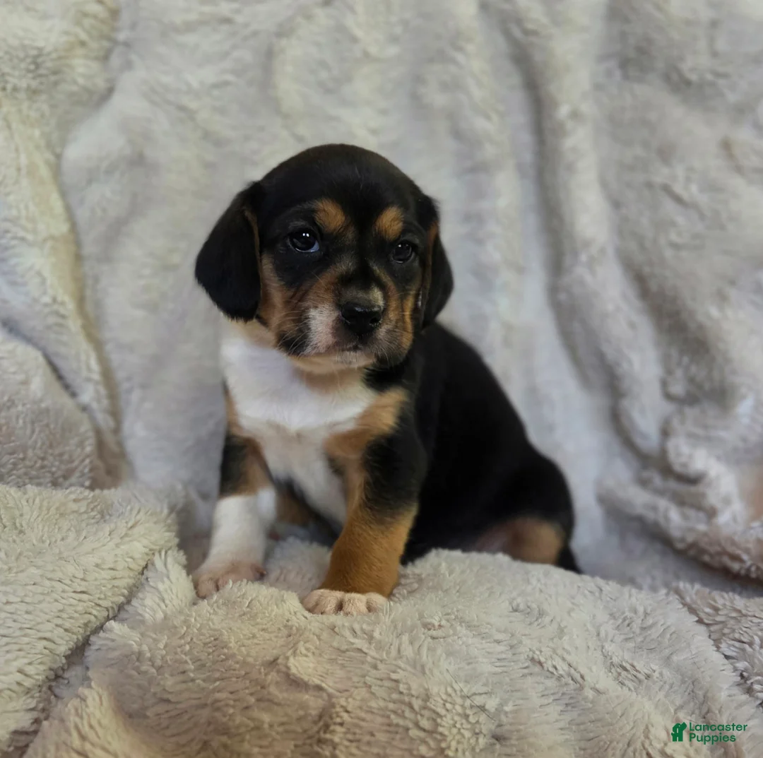 Puggle dogs for sale: Sissy - Ad 2