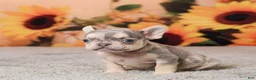 French Bulldog dogs for sale: Rubbles - Ad 4