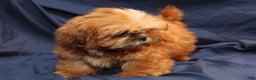 Shih Tzu dogs for sale: Rusty - Ad 2