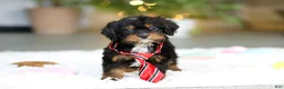 Cavapoo dogs for sale: Charlie - Ad 7