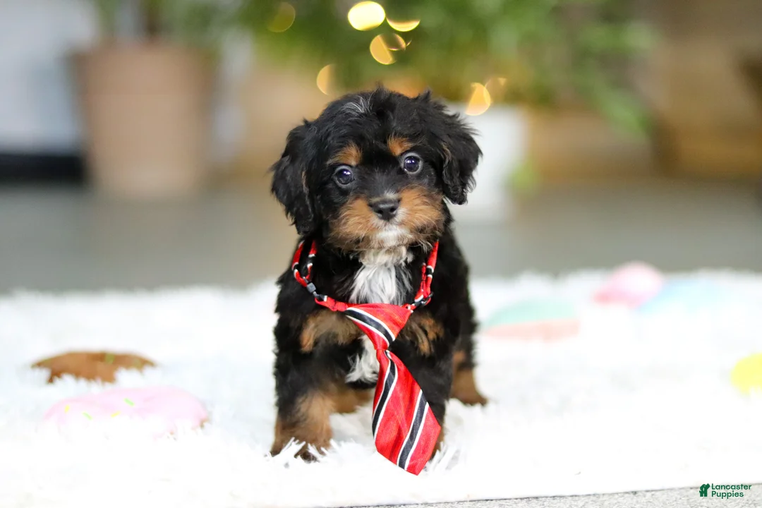 Cavapoo dogs for sale: Charlie - Ad 7