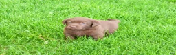 Labrador Retriever dogs for sale: Myra  - Ad 6