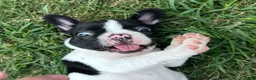 Mixed Breed dogs for sale: Mr Beast - Ad 1