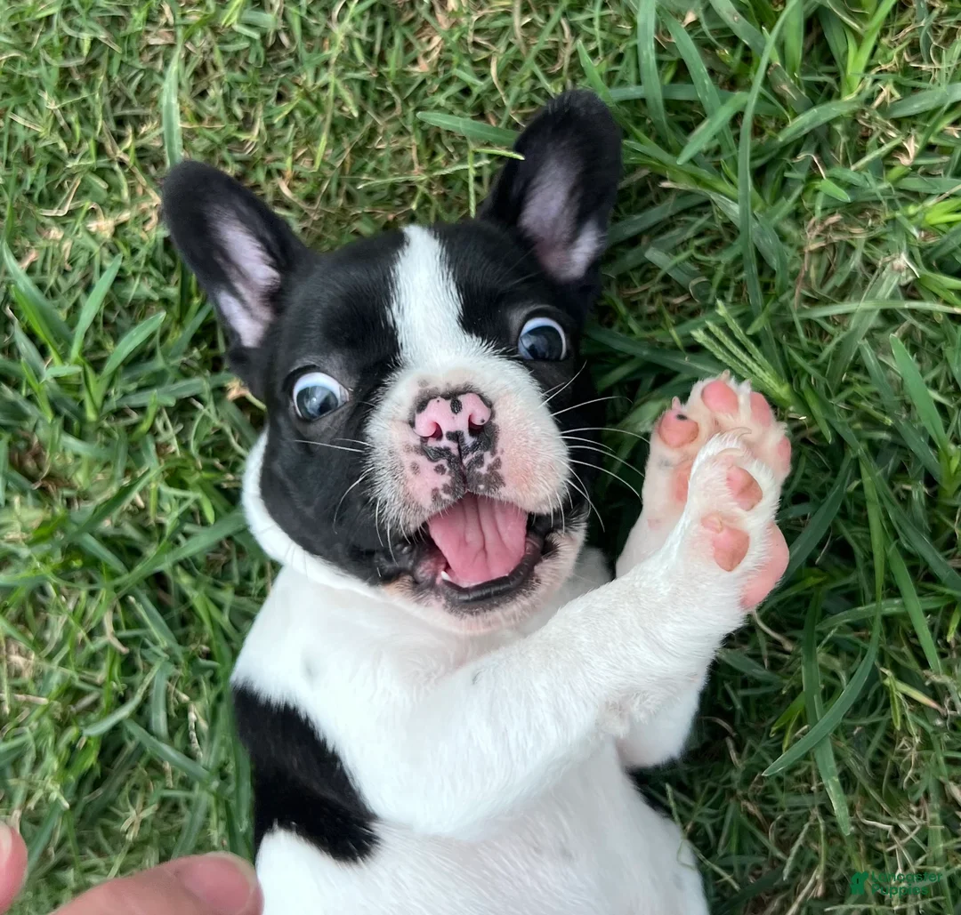 Mixed Breed dogs for sale: Mr Beast - Ad 1