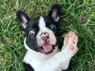 Mixed Breed dogs for sale: Mr Beast - Ad 3