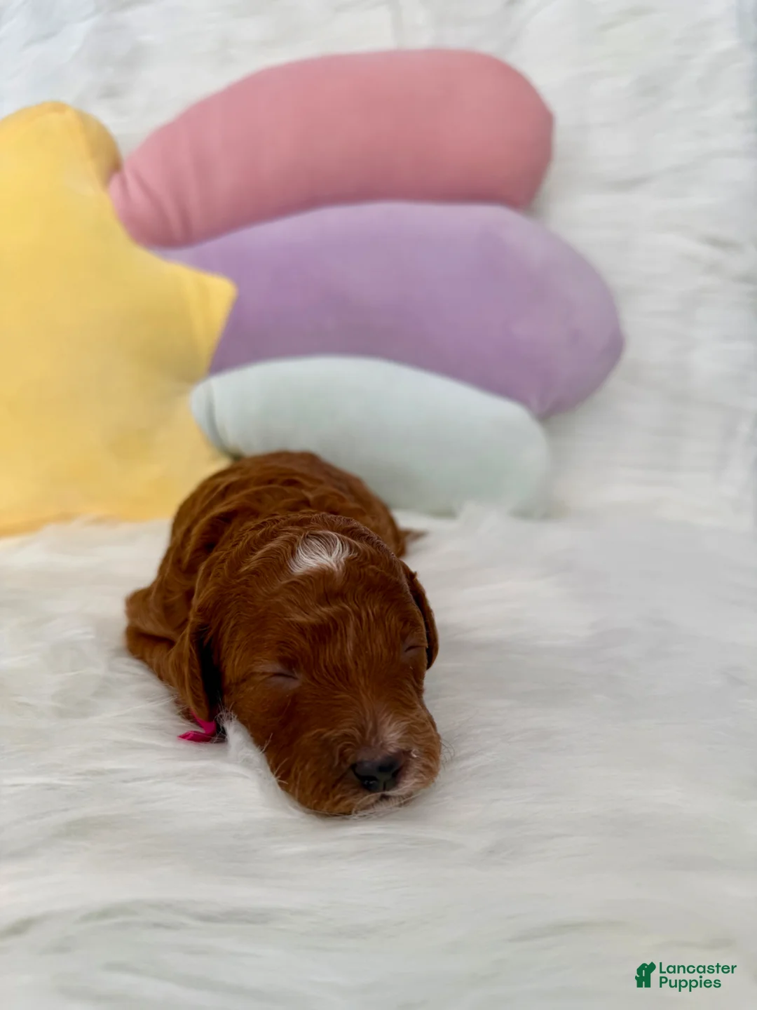 Mini Goldendoodle dogs for sale: Mini Goldendoodle Puppy 1 - Ad 2