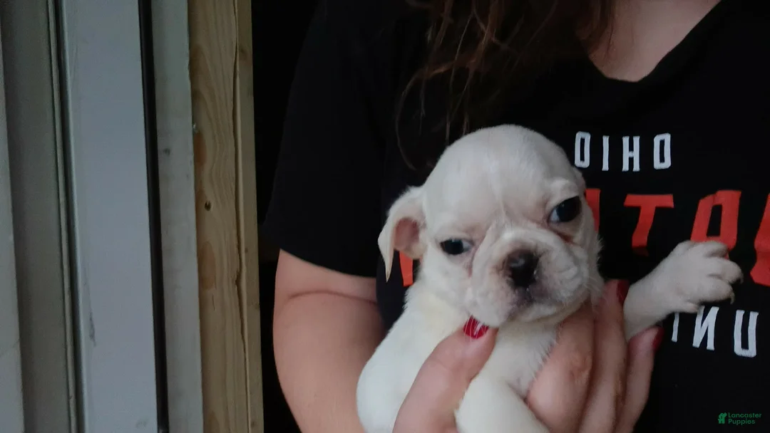 Pug dogs for sale: Titan - Ad 1