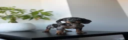 Miniature Dachshund dogs for sale: Chrome - Ad 5