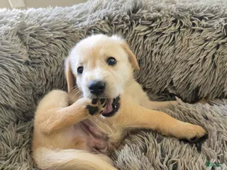 Goldendoodle dogs Goldendoodle Puppy 4 - Ad 26