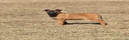 Belgian Malinois dogs for sale: Belgian Malinois Puppy 1 - Ad 2