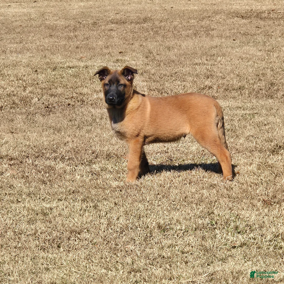 Belgian Malinois dogs for sale: Belgian Malinois Puppy 1 - Ad 2