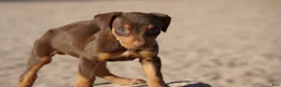 Doberman Pinscher dogs for sale: Sara F 1 - Ad 2