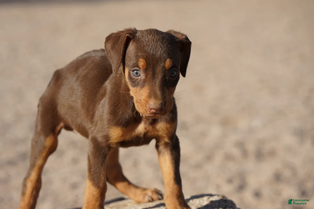 Doberman Pinscher dogs for sale: Sara F 1 - Ad 2