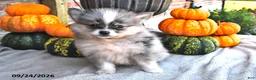 Pomsky dogs for sale: Tucker - Ad 4