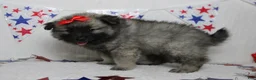 Keeshond dogs for sale: Elsa  - Ad 5