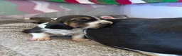 Basset Hound dogs for sale: Newt  - Ad 13