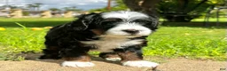 Mixed Breed dogs for sale: Tricolor Micro Bernedoodle - Ad 7