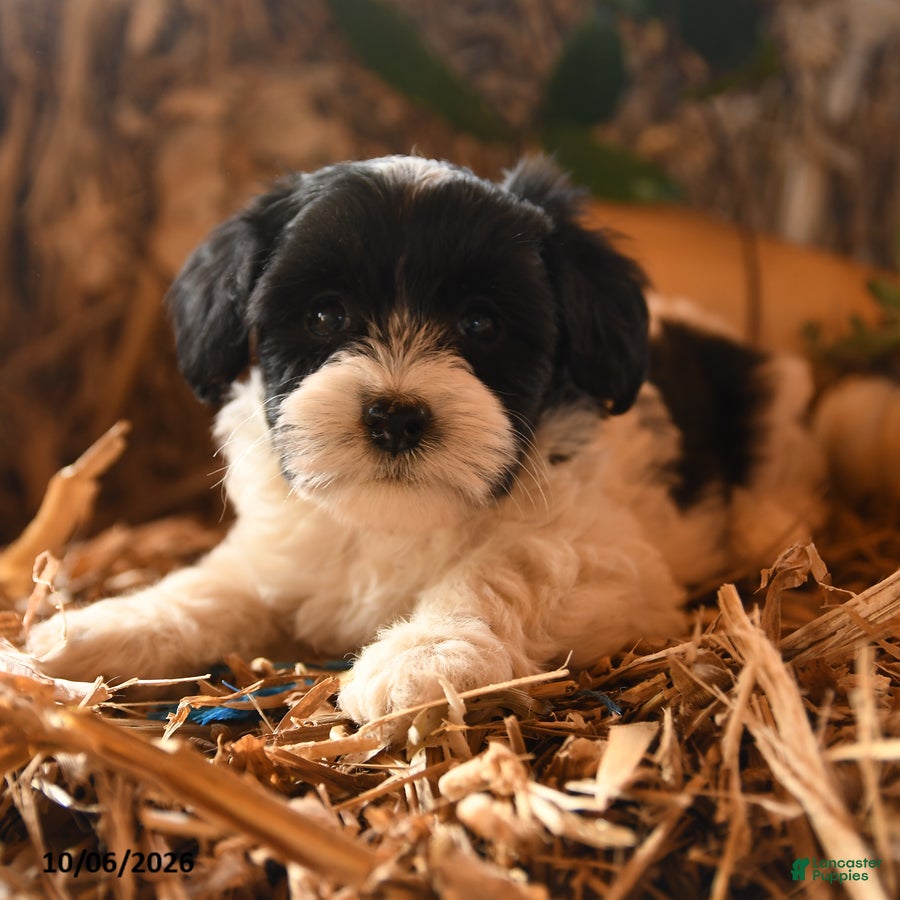 Havapoo dogs for sale: Bunny - Ad 2