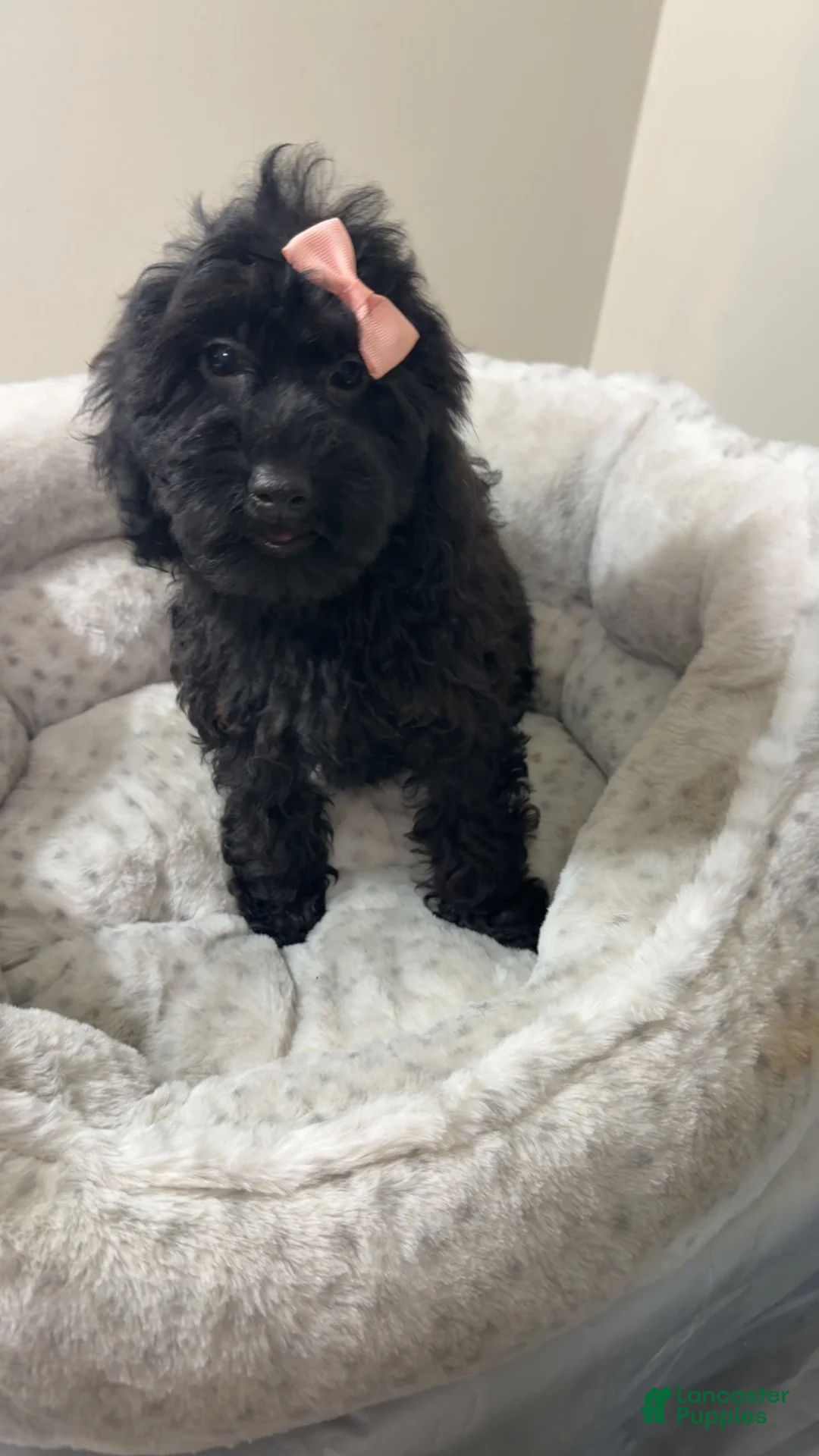Yorkiepoo dogs for sale: Jelly bean  - Ad 1