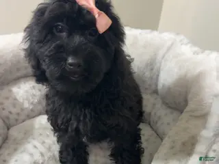 Yorkiepoo dogs Jelly bean - Ad 7