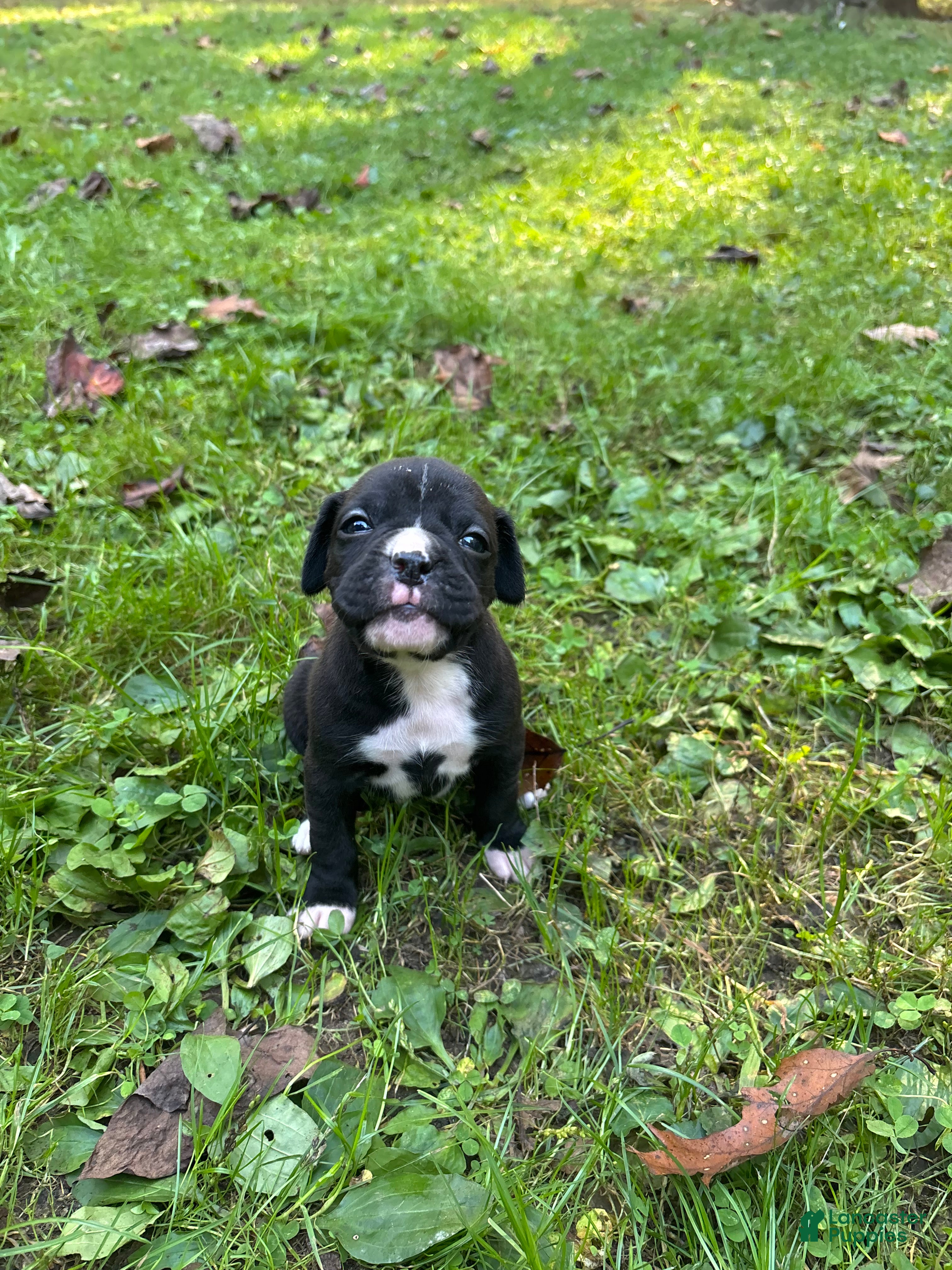 Boxer dogs Boxer Puppy 3 - Ad 27