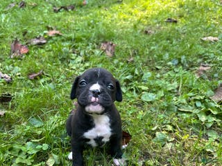 Boxer dogs Boxer Puppy 3 - Ad 38