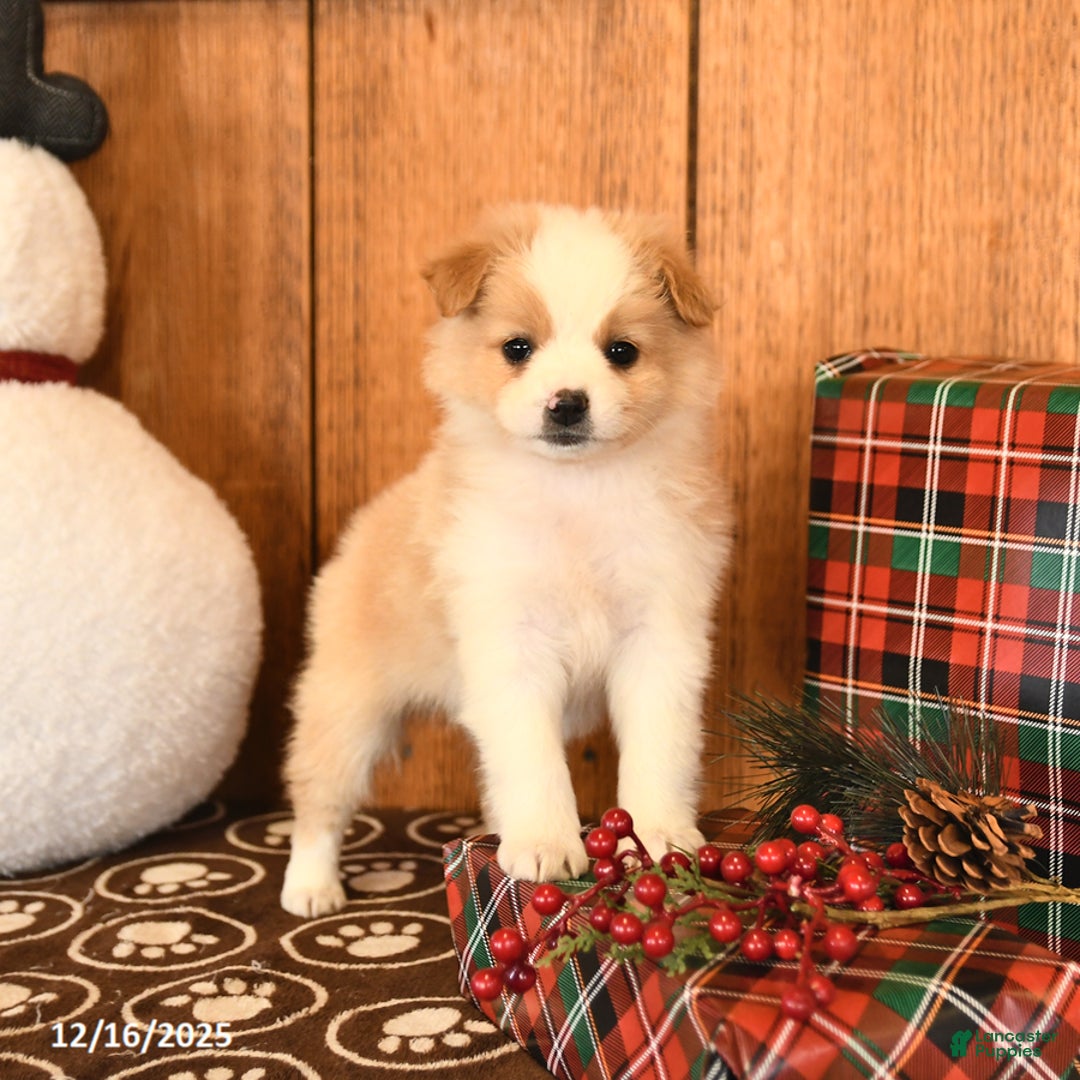 Miniature Australian Shepherd dogs for sale: Jemma - Ad 3
