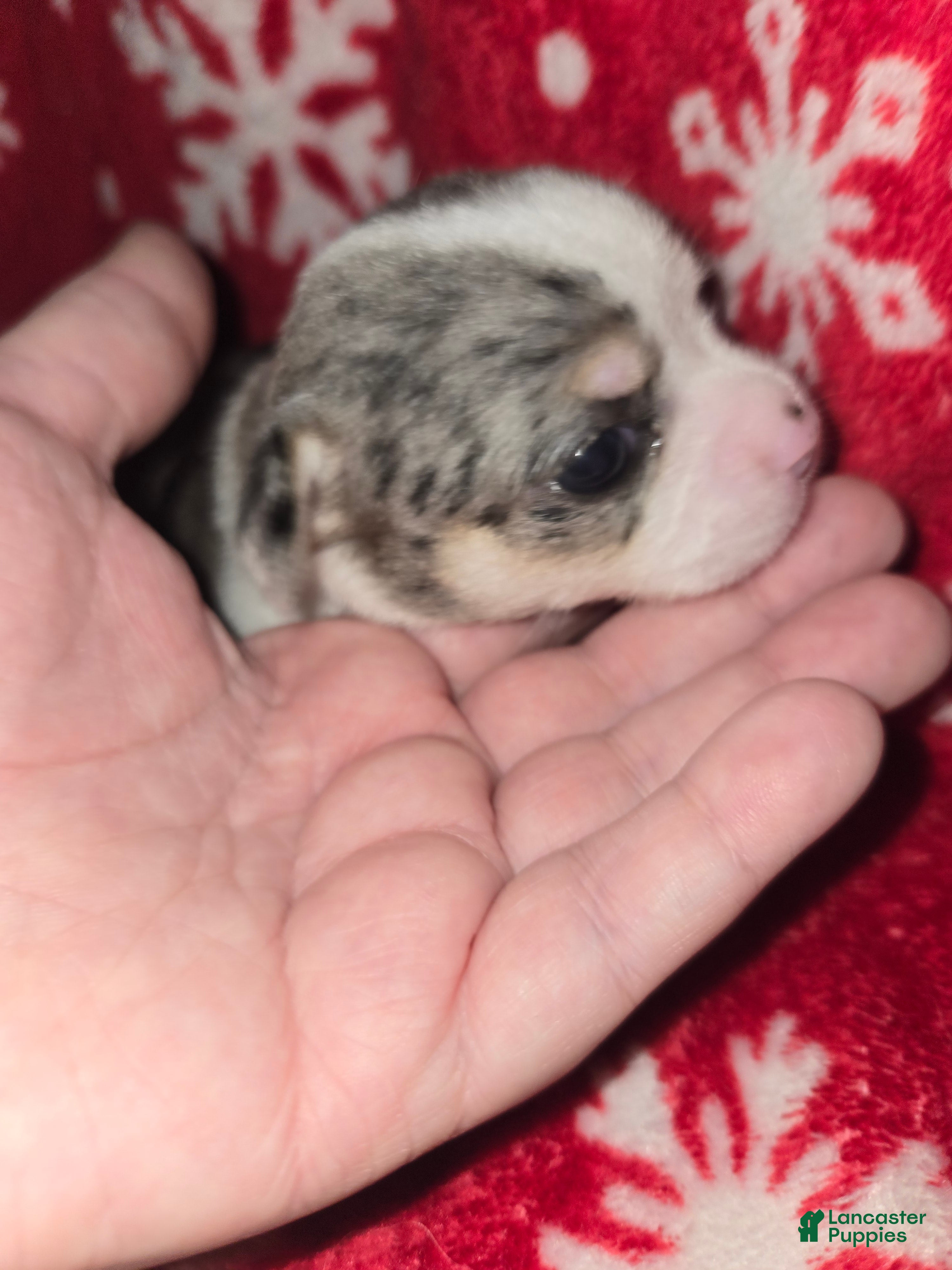 Chihuahua dogs Merle Girl - Ad 1