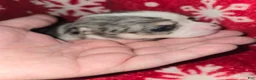 Chihuahua dogs for sale: Merle Girl - Ad 1