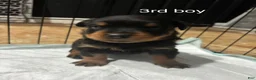 Rottweiler dogs for sale:  3 - Ad 1