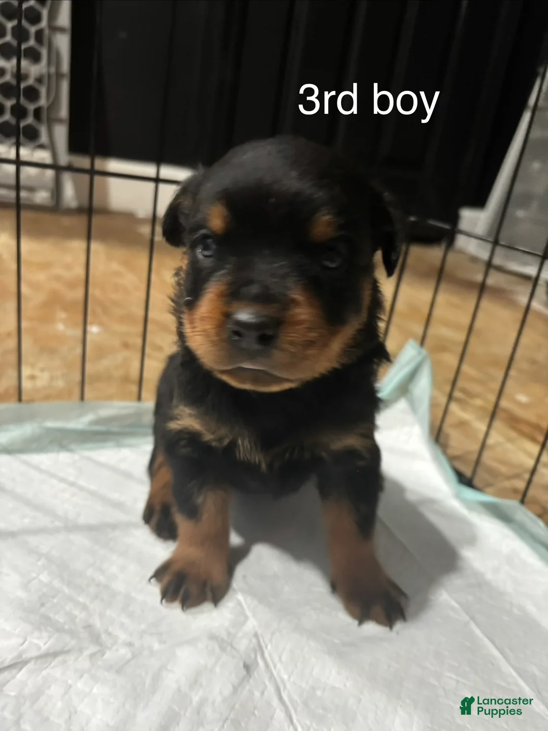 Rottweiler dogs for sale:  3 - Ad 1