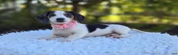 Miniature Dachshund dogs for sale: Teresa - Ad 5