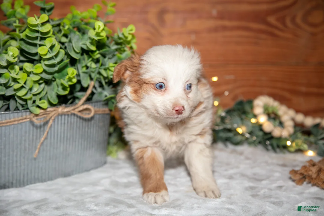 Toy Australian Shepherd dogs for sale: Tootsie - Ad 3